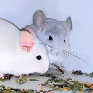 Шиншилята 🩵