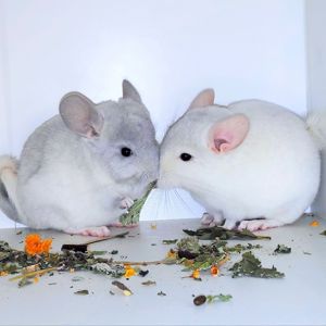 Шиншилята 🩵