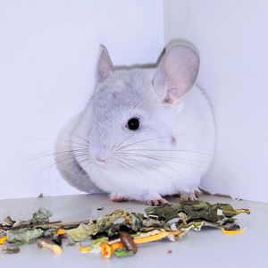 Шиншилята 🩵