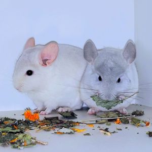 Шиншилята 🩵