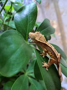 Війковий бананоїд