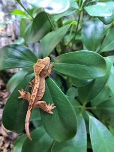 Війковий бананоїд