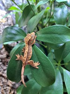 Війковий бананоїд