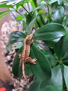 Війковий бананоїд