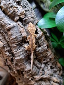 Війковий бананоїд