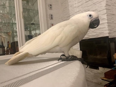 Папуга Какаду