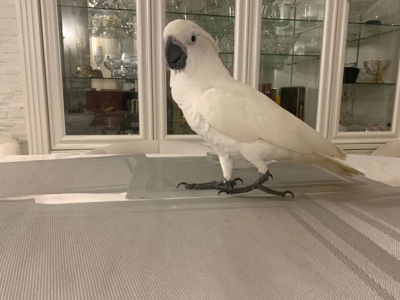 Папуга Какаду