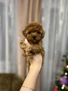 Дівчинка пуделя