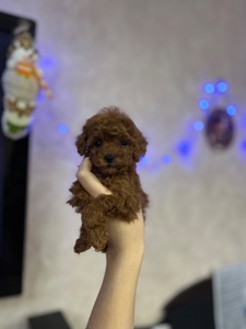 Мінік той пуделя