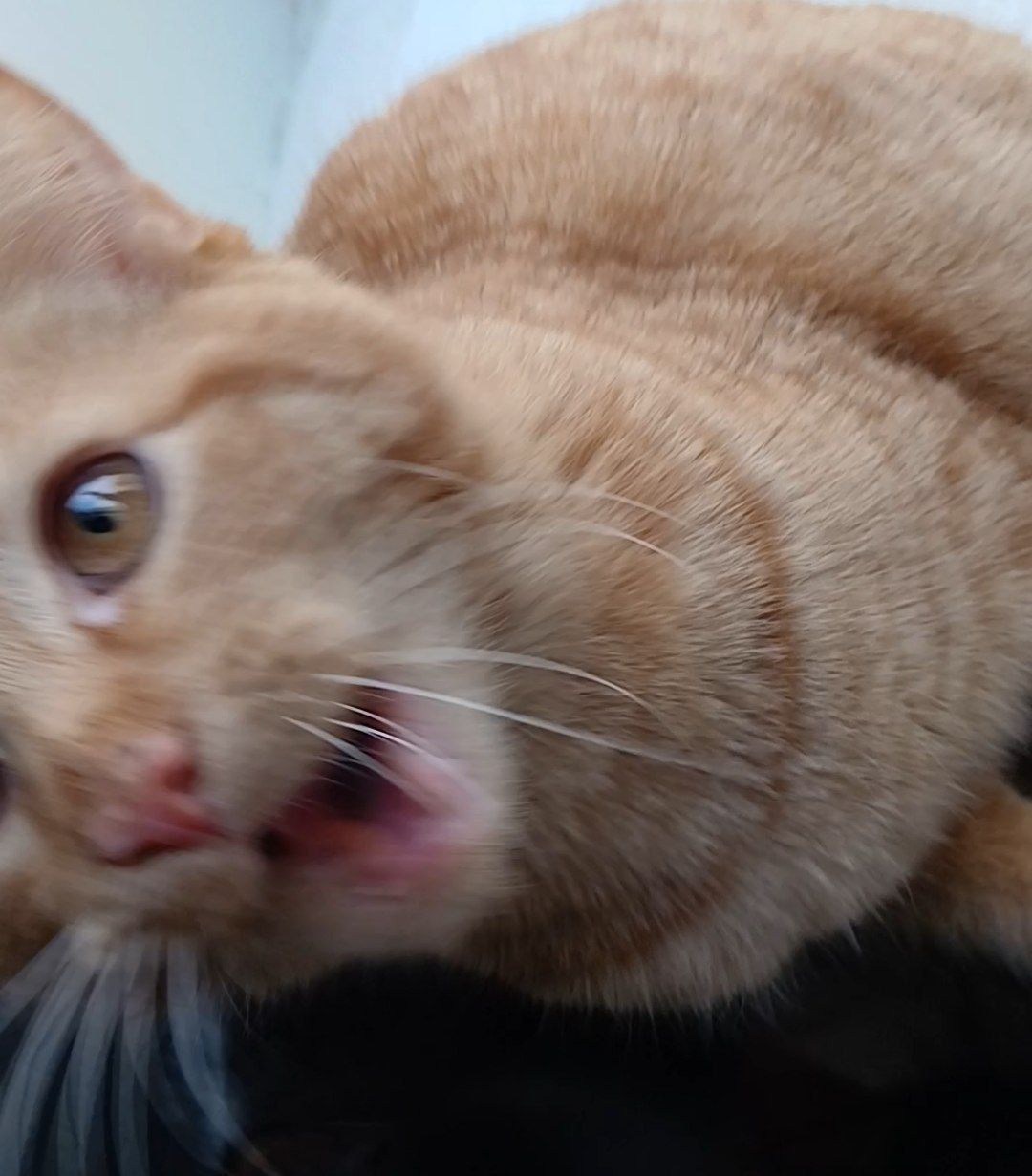 Котенок рыжий. Кошеня руде. Котик рудий