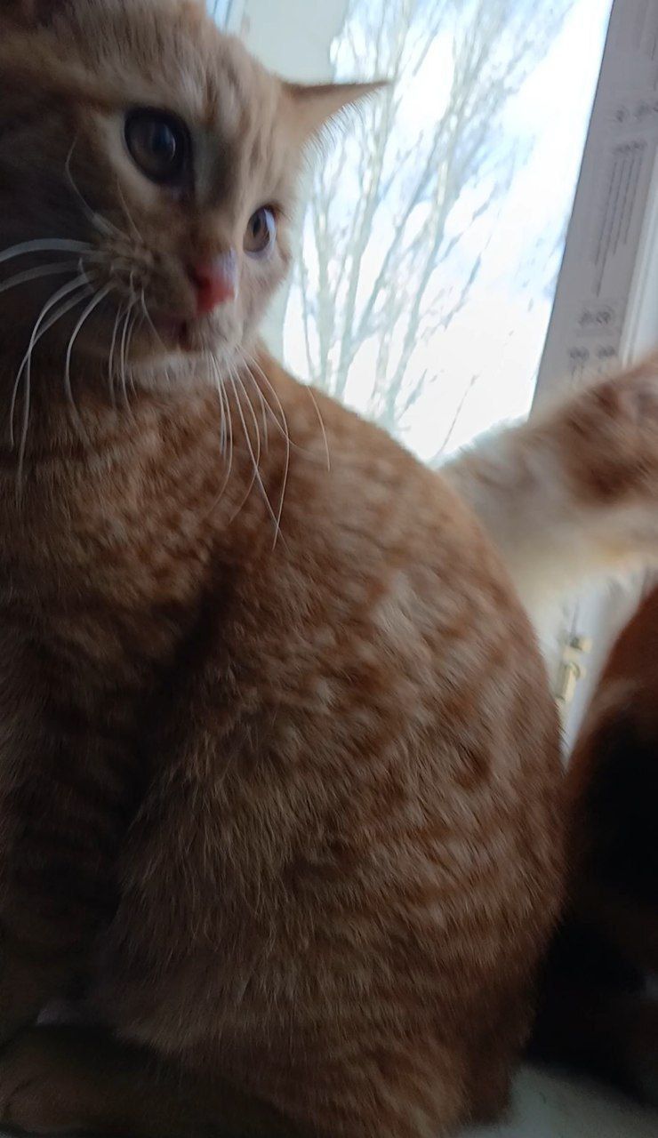 Котенок рыжий. Кошеня руде. Котик рудий