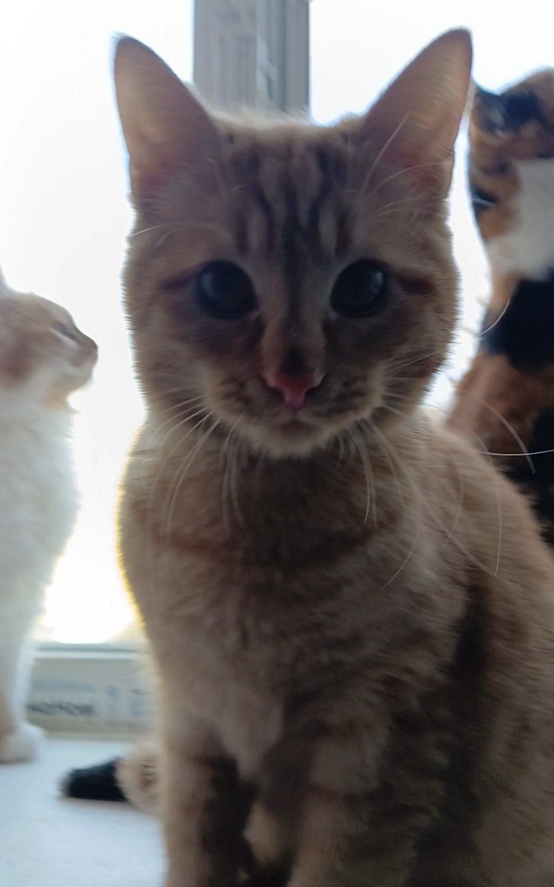 Котенок рыжий. Кошеня руде. Котик рудий