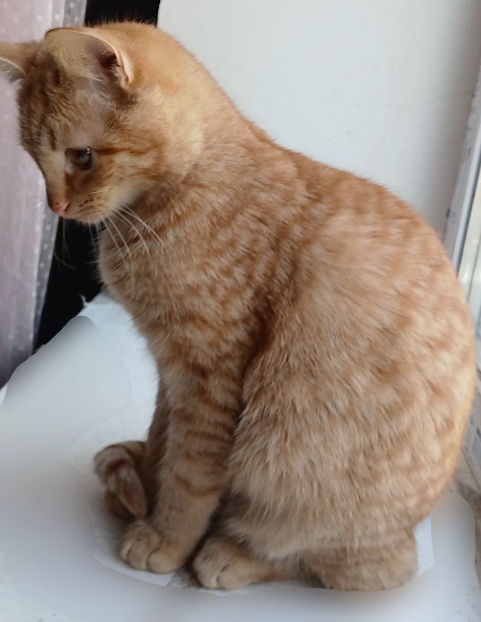 Котенок рыжий. Кошеня руде. Котик рудий