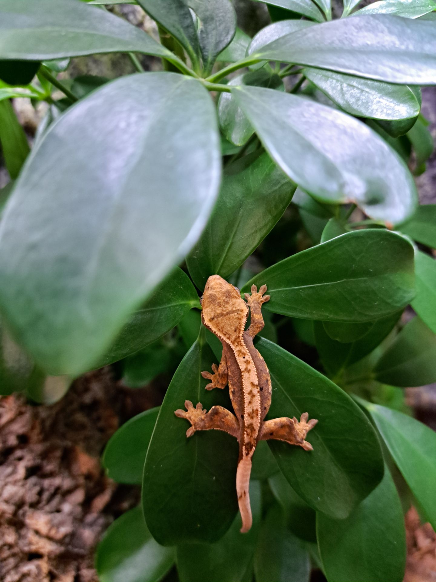 Війковий бананоїд