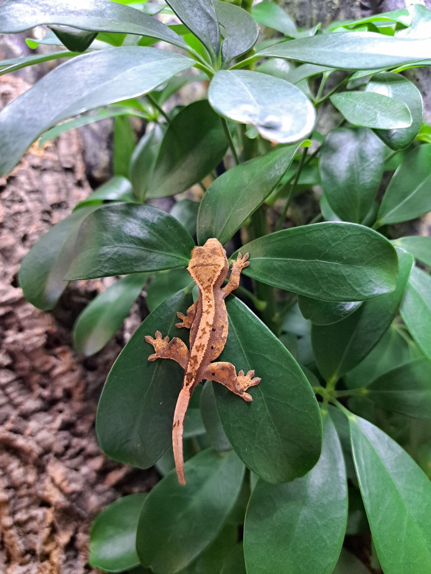 Війковий бананоїд