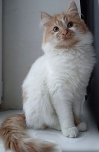 Белый котенок с рыжими пятнышками. Бесплатно. Днепр