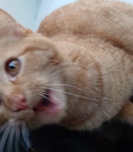 Котенок рыжий. Кошеня руде. Котик рудий