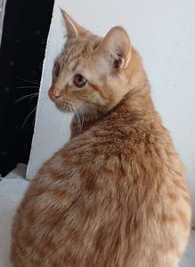 Котенок рыжий. Кошеня руде. Котик рудий