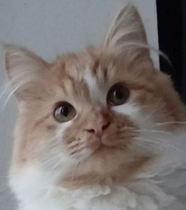 Белый котенок с рыжими пятнышками. Бесплатно. Днепр