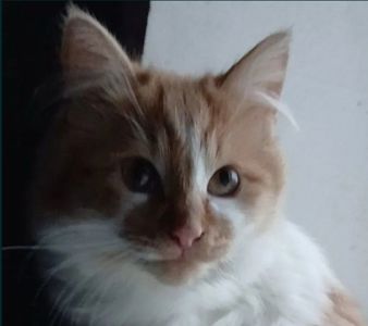 Белый котенок с рыжими пятнышками. Бесплатно. Днепр