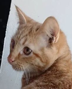 Котенок рыжий. Кошеня руде. Котик рудий