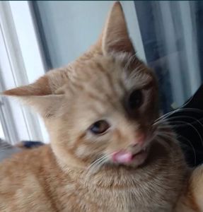 Котенок рыжий. Кошеня руде. Котик рудий