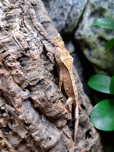 Війковий бананоїд