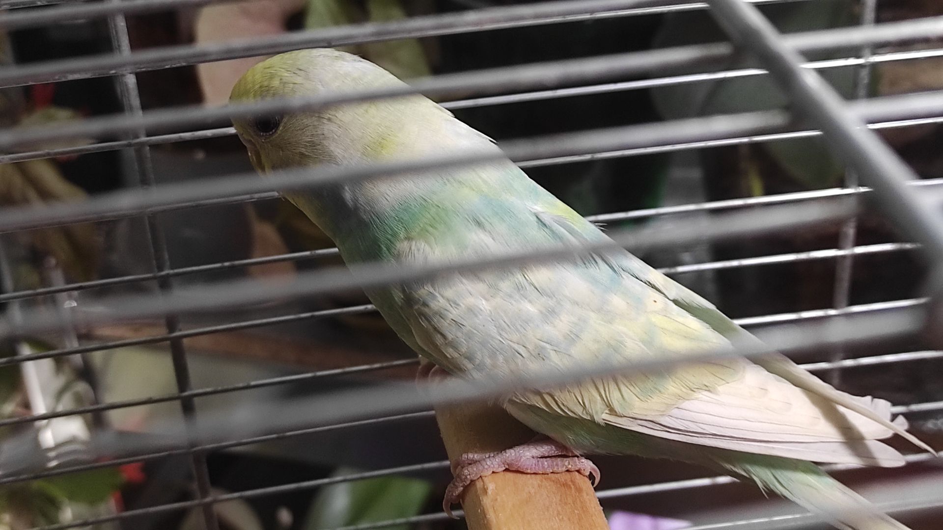 Радужные волнистые попугайчики