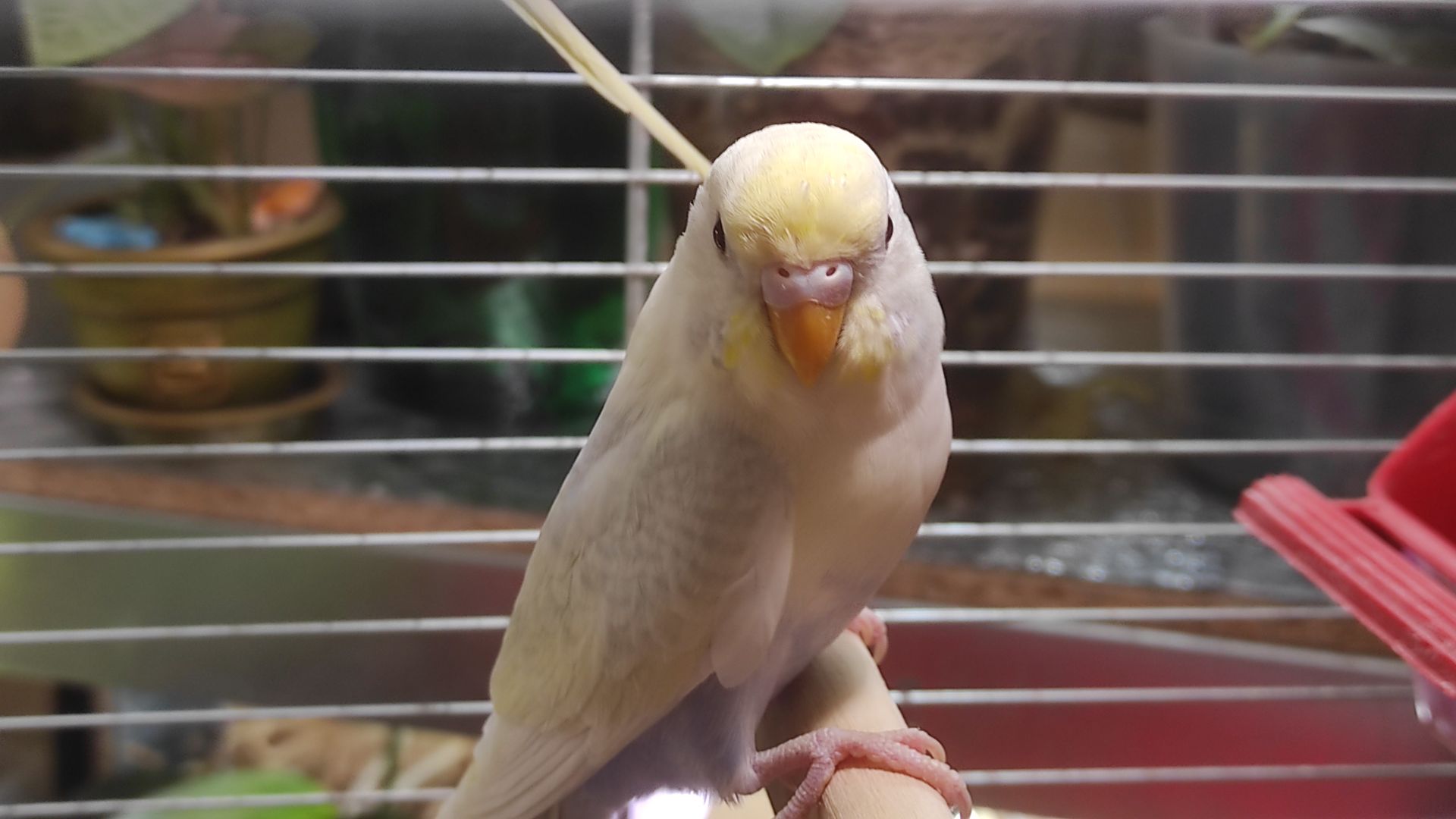 Радужные волнистые попугайчики