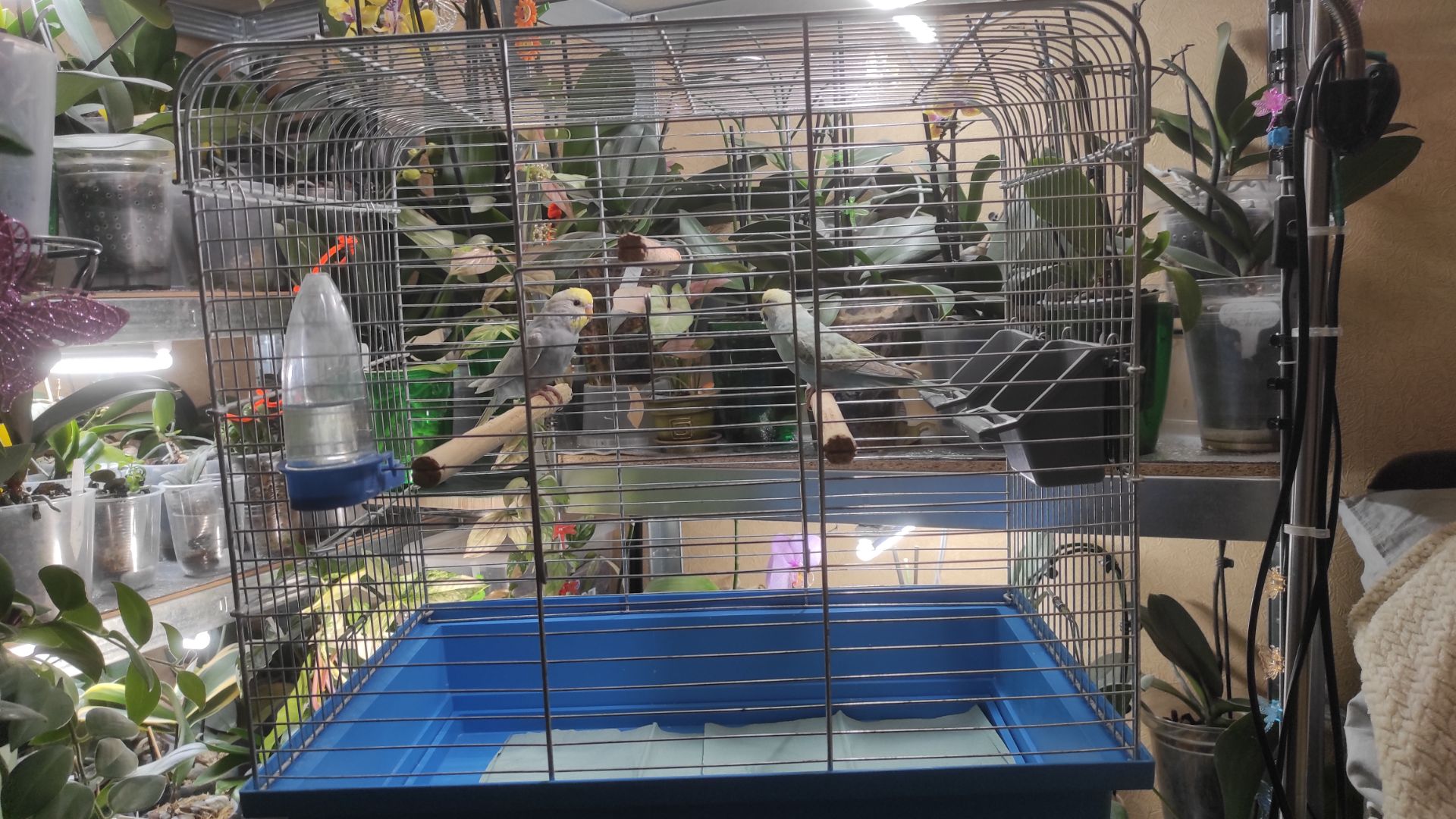 Радужные волнистые попугайчики