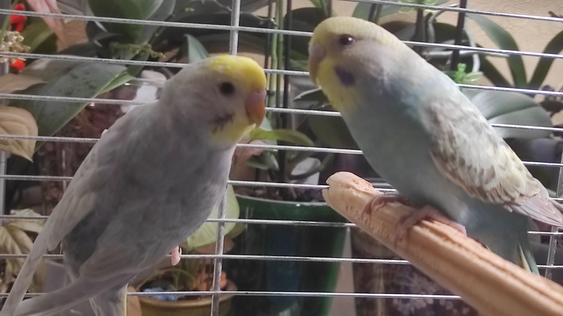 Радужные волнистые попугайчики