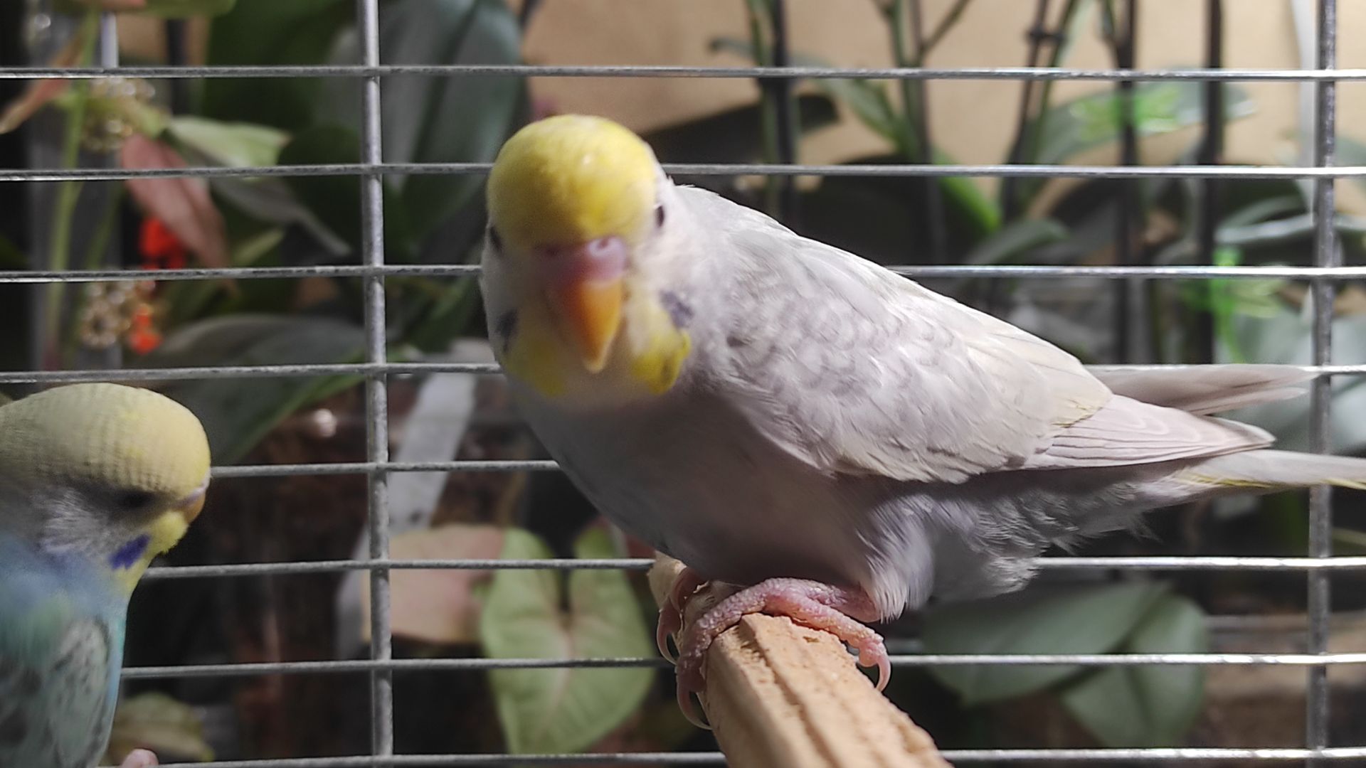 Радужные волнистые попугайчики