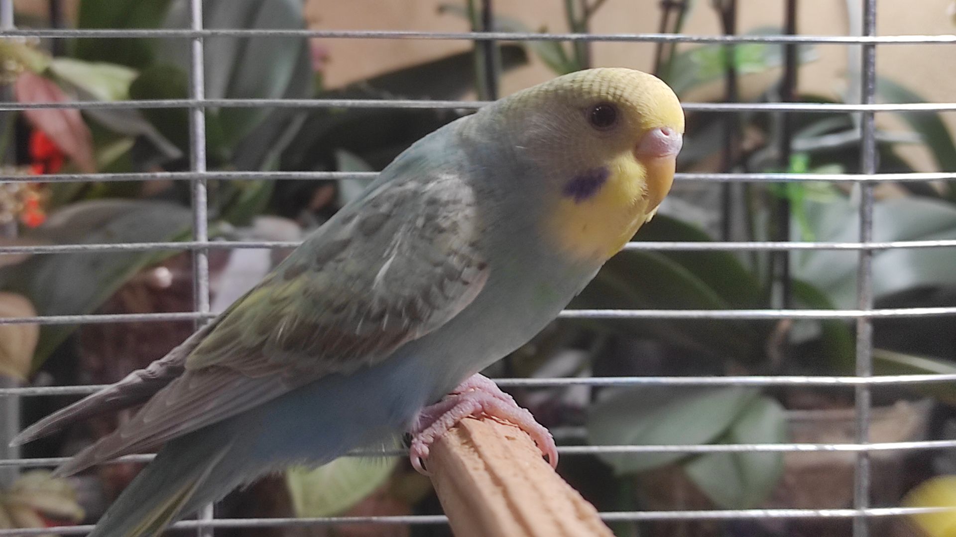 Радужные волнистые попугайчики