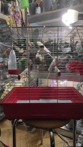 Радужные волнистые попугайчики