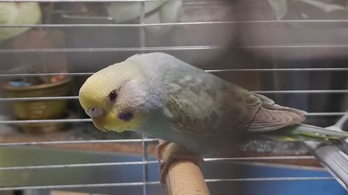 Радужные волнистые попугайчики