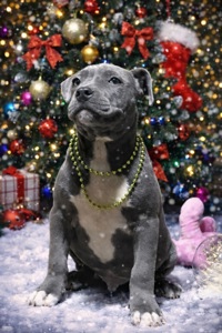 Американські буллі чудова ціна до нового року