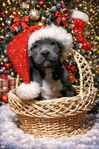 Американські буллі чудова ціна до нового року