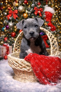 Американські буллі чудова ціна до нового року