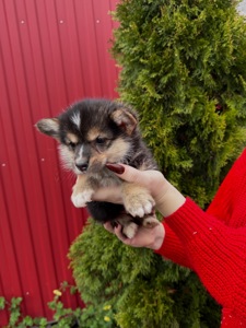 Вельш коргі пемброк дівчинка