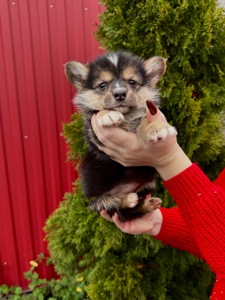 Вельш коргі пемброк дівчинка