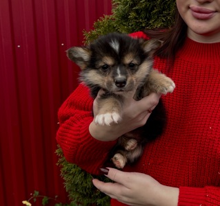 Вельш коргі пемброк дівчинка