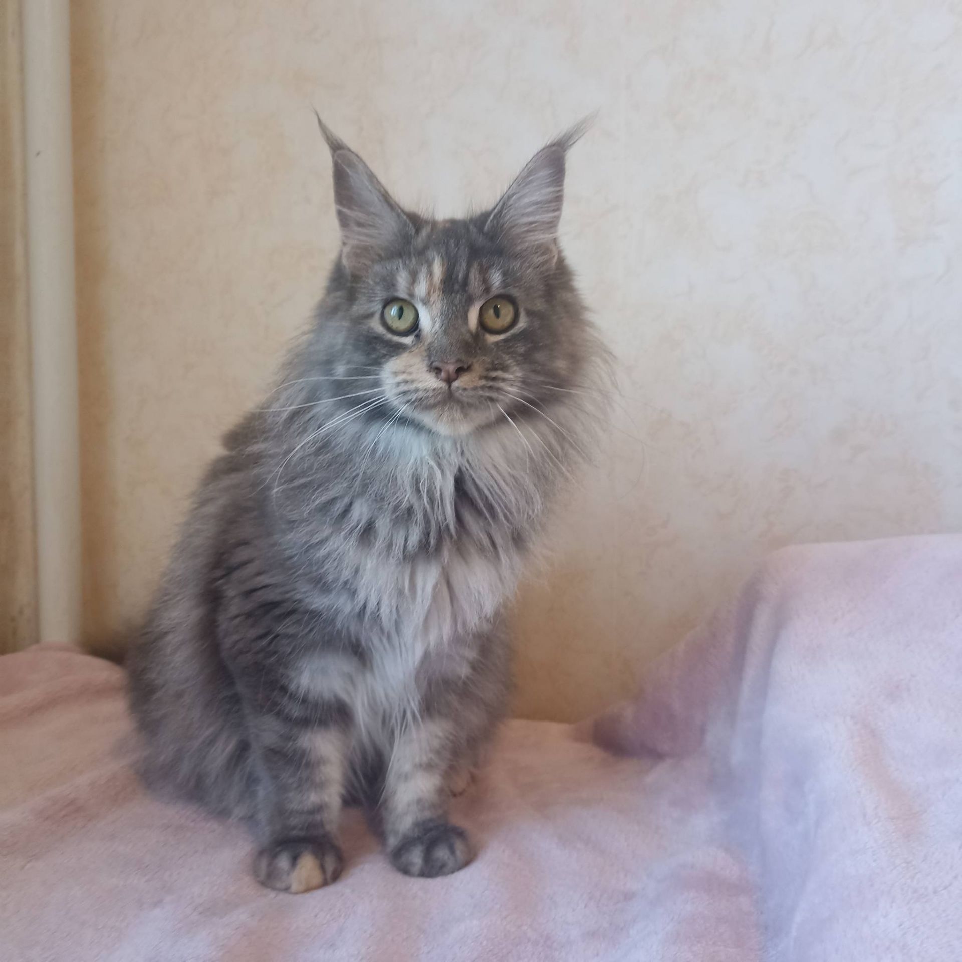 Мейн Кун девочка котенок