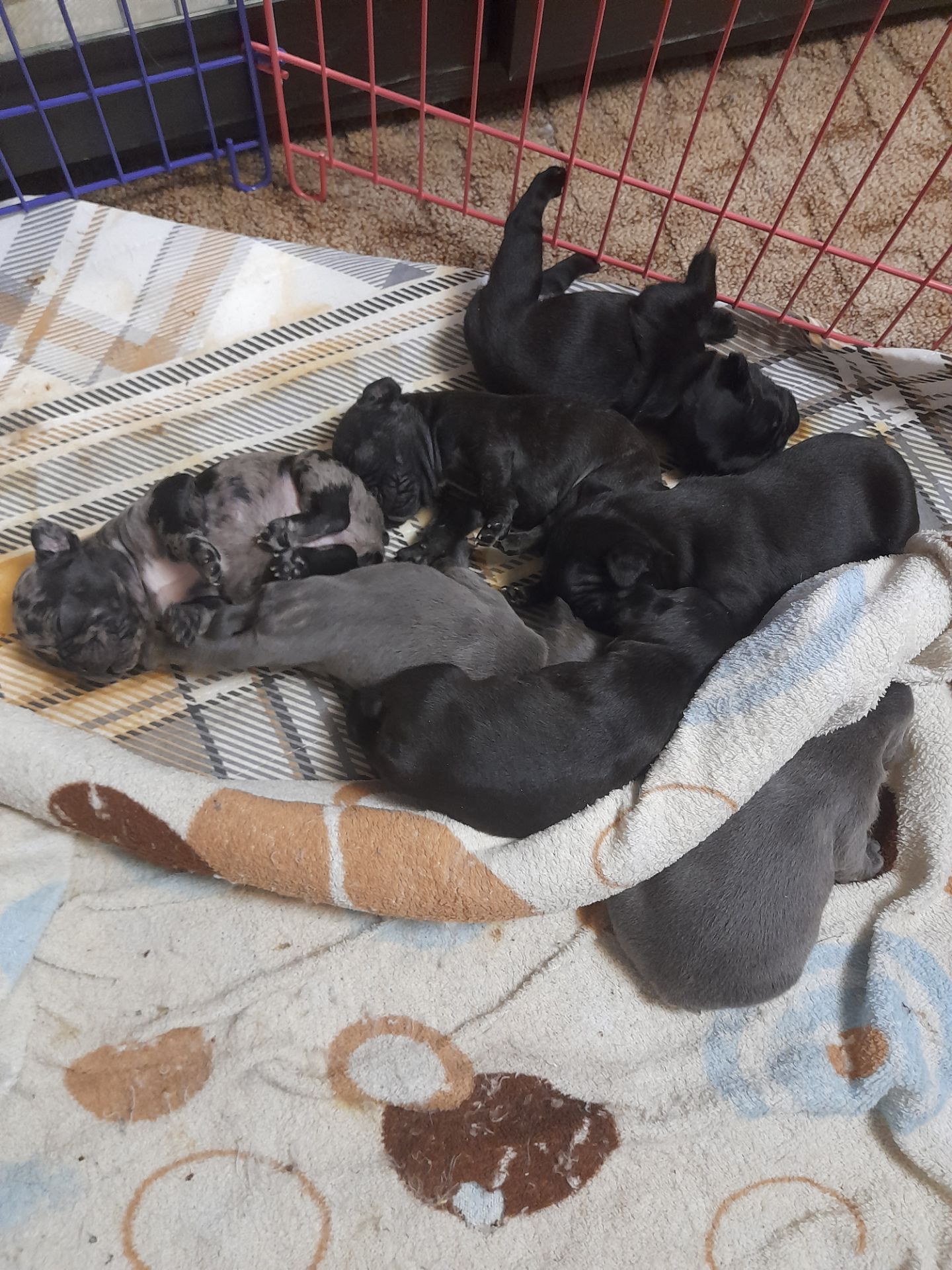 Французский бульдог мини