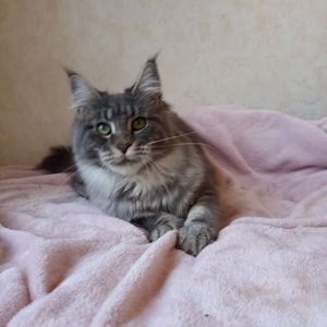 Мейн Кун девочка