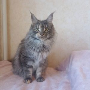 Мейн Кун девочка котенок