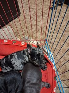 Французский бульдог мини