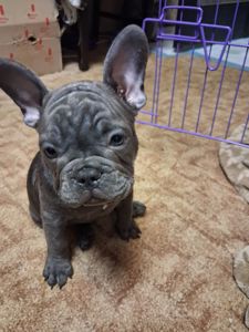 Французский бульдог мини