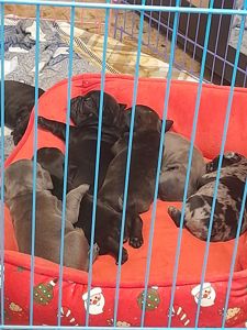 Французский бульдог мини