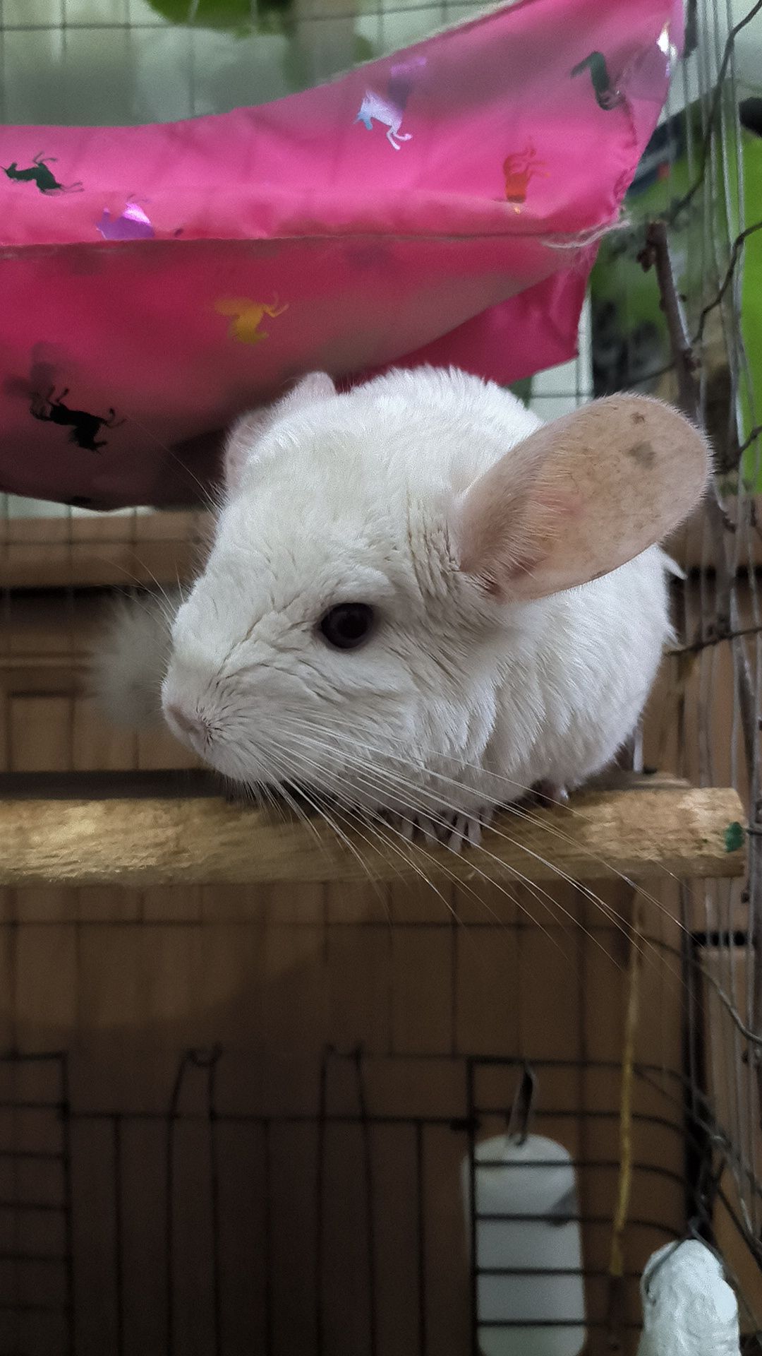 Шиншилки дві сестрички