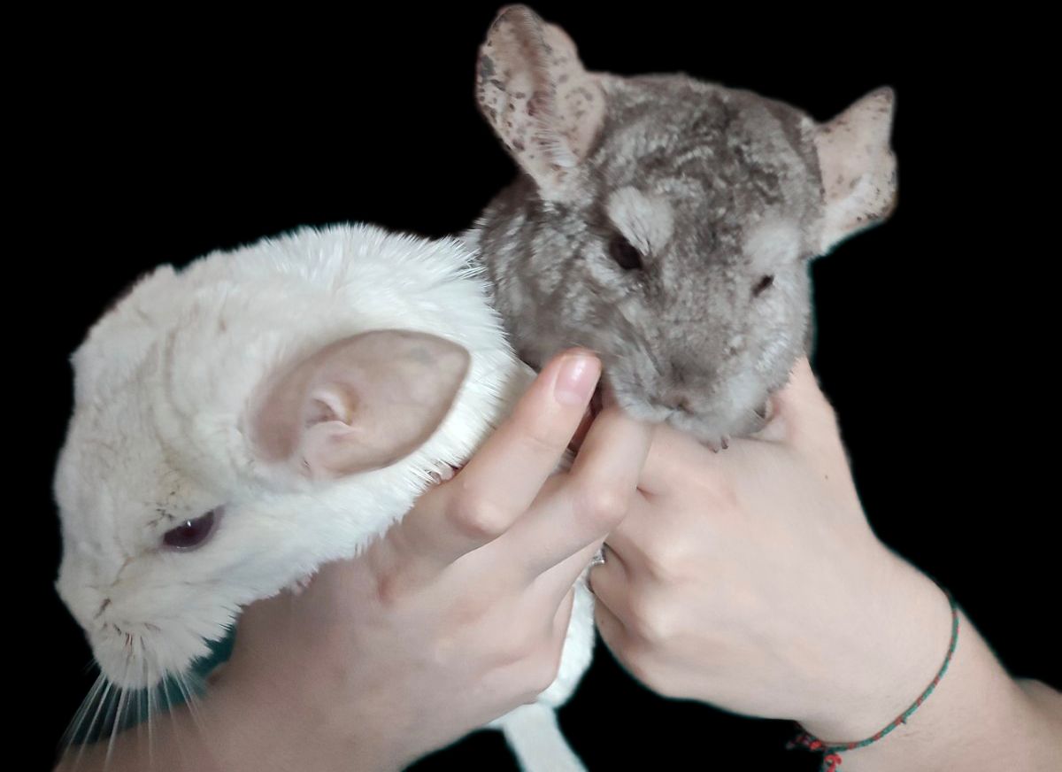 Шиншилки дві сестрички